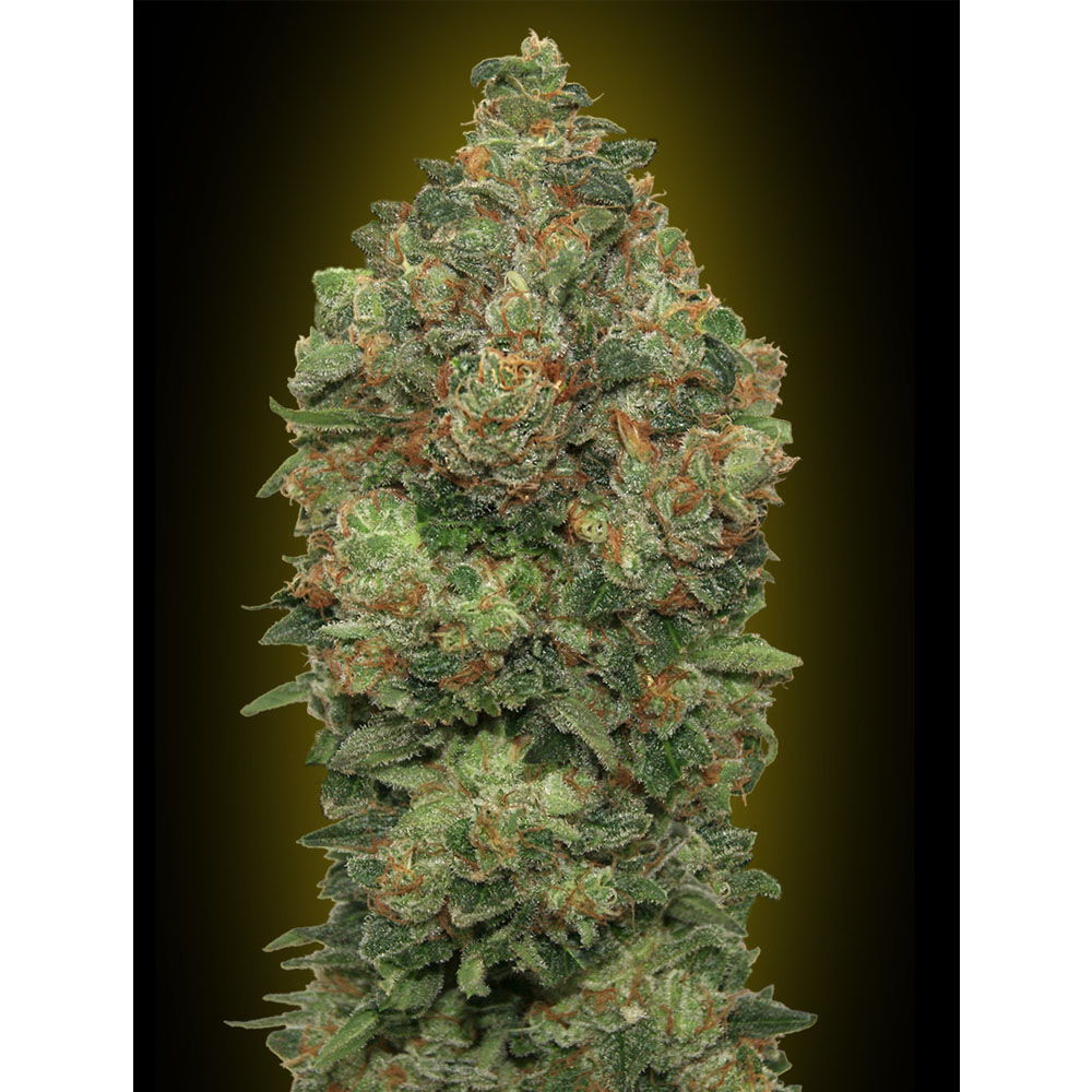 Foto de la variedad Auto Critical Soma