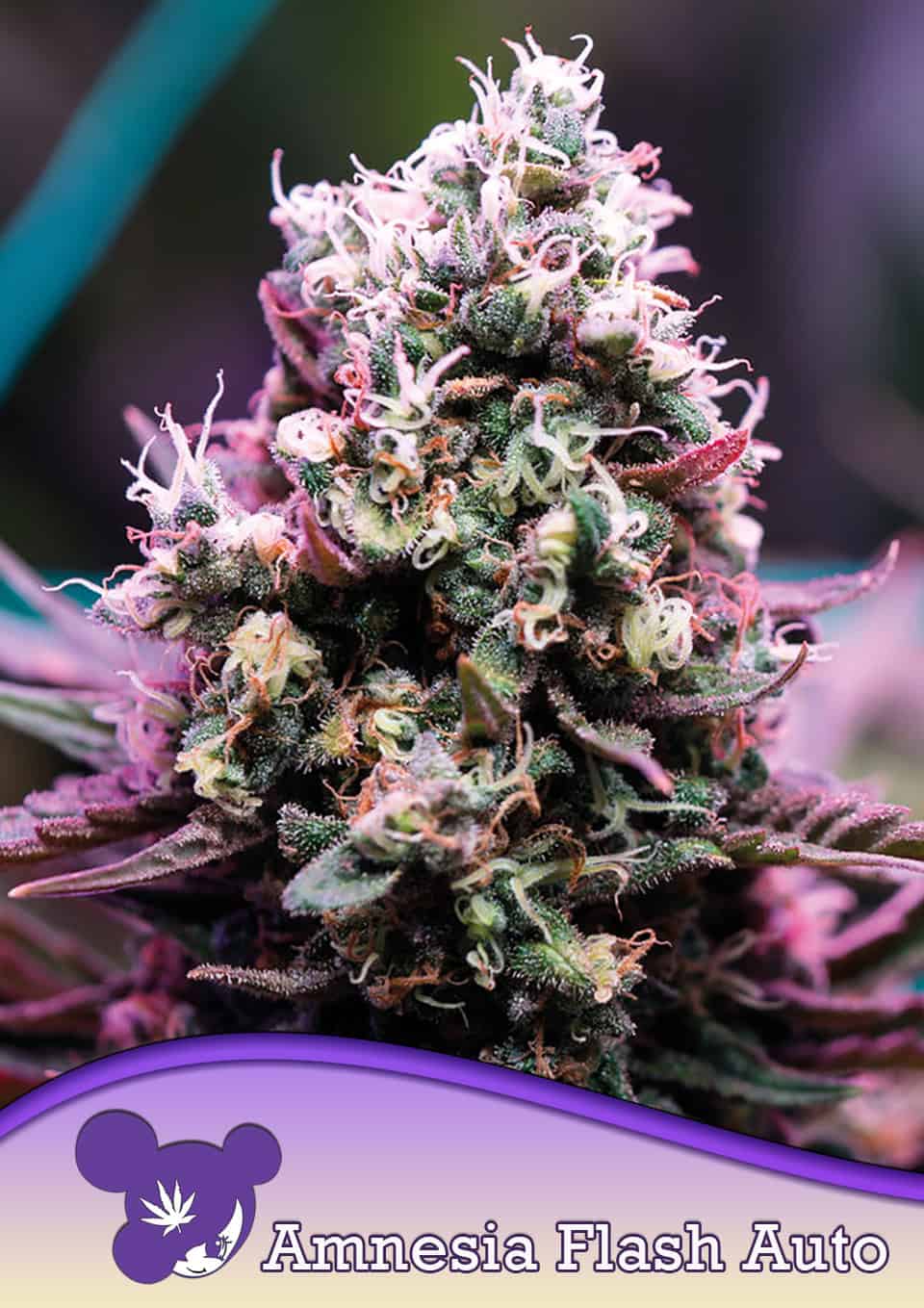 Foto de la variedad Amnesia Flash Auto