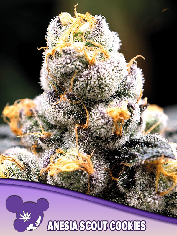 Foto de la variedad Anesia Scout Cookies