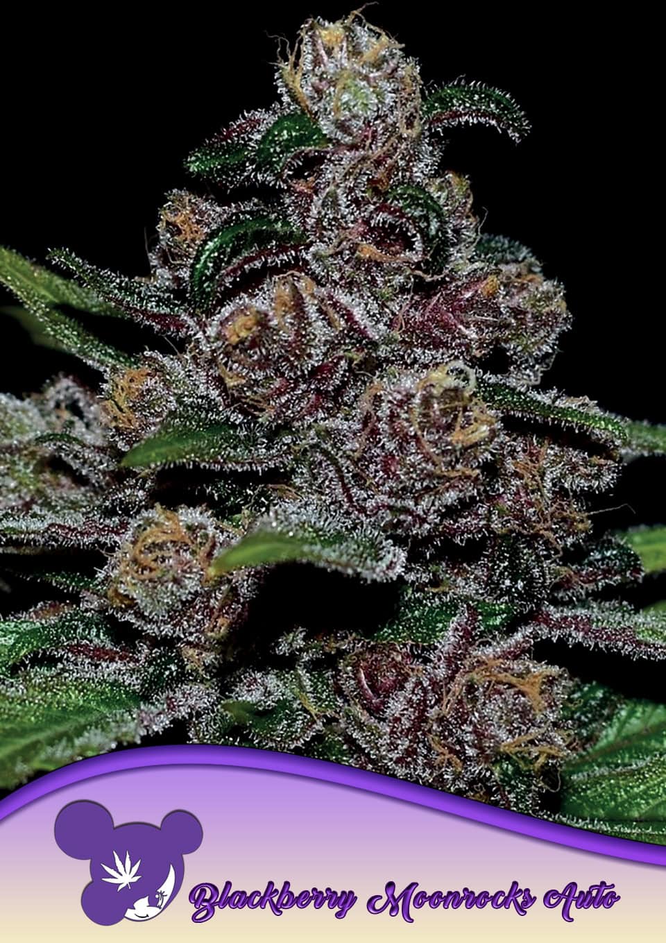 Foto de la variedad Auto Blackberry Moonrocks