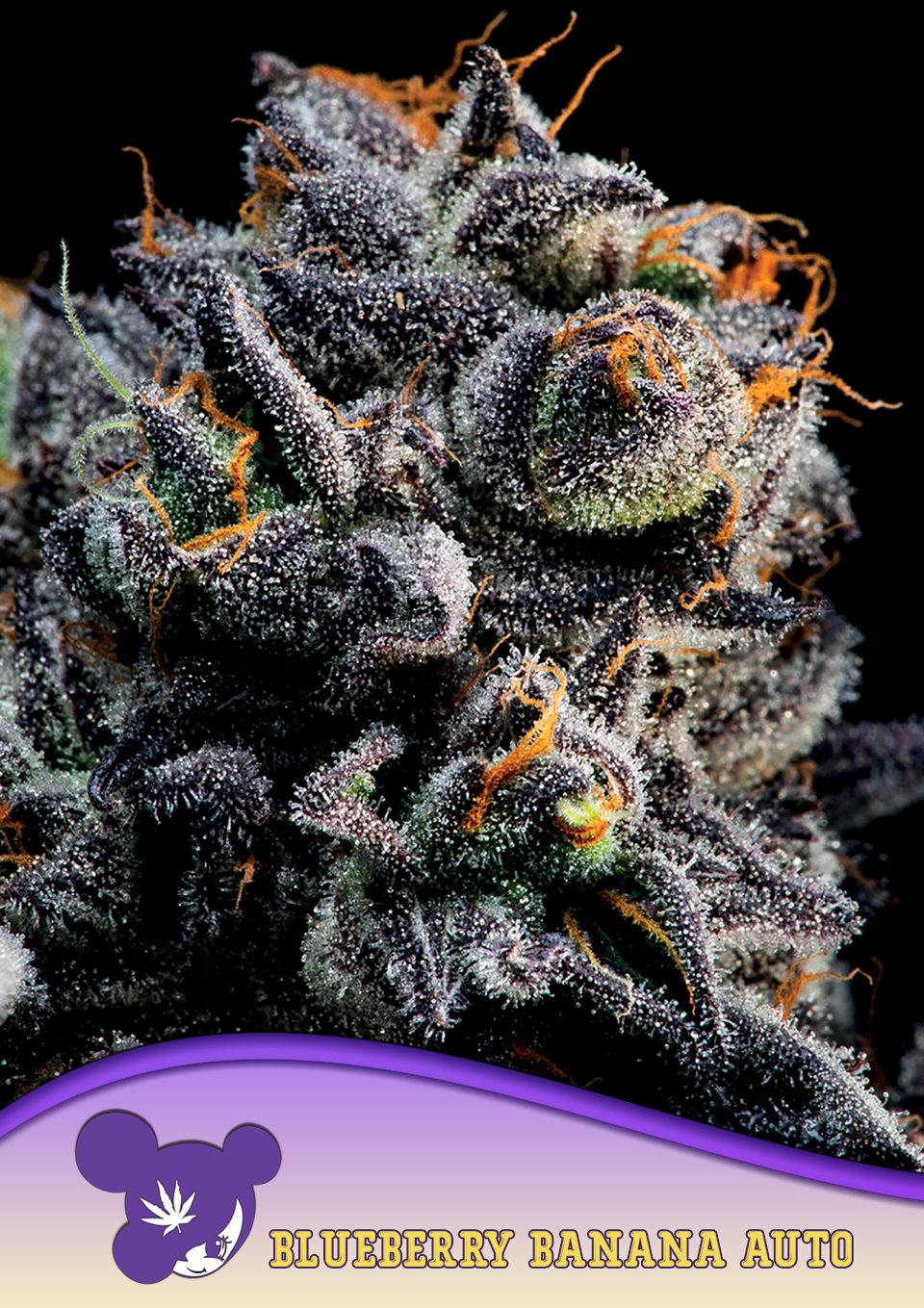 Foto de la variedad Auto Blueberry Banana