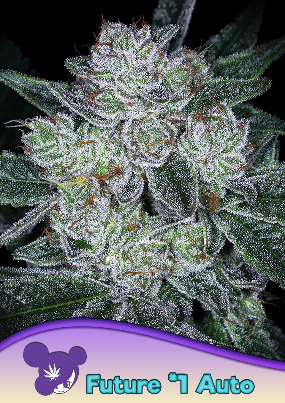 Foto de la variedad Auto Future #1