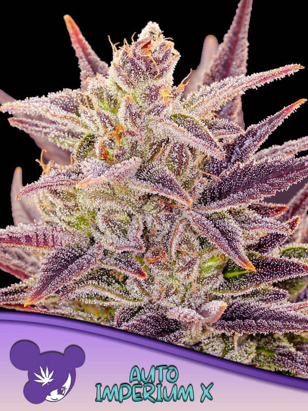 Foto de la variedad Auto Imperium X