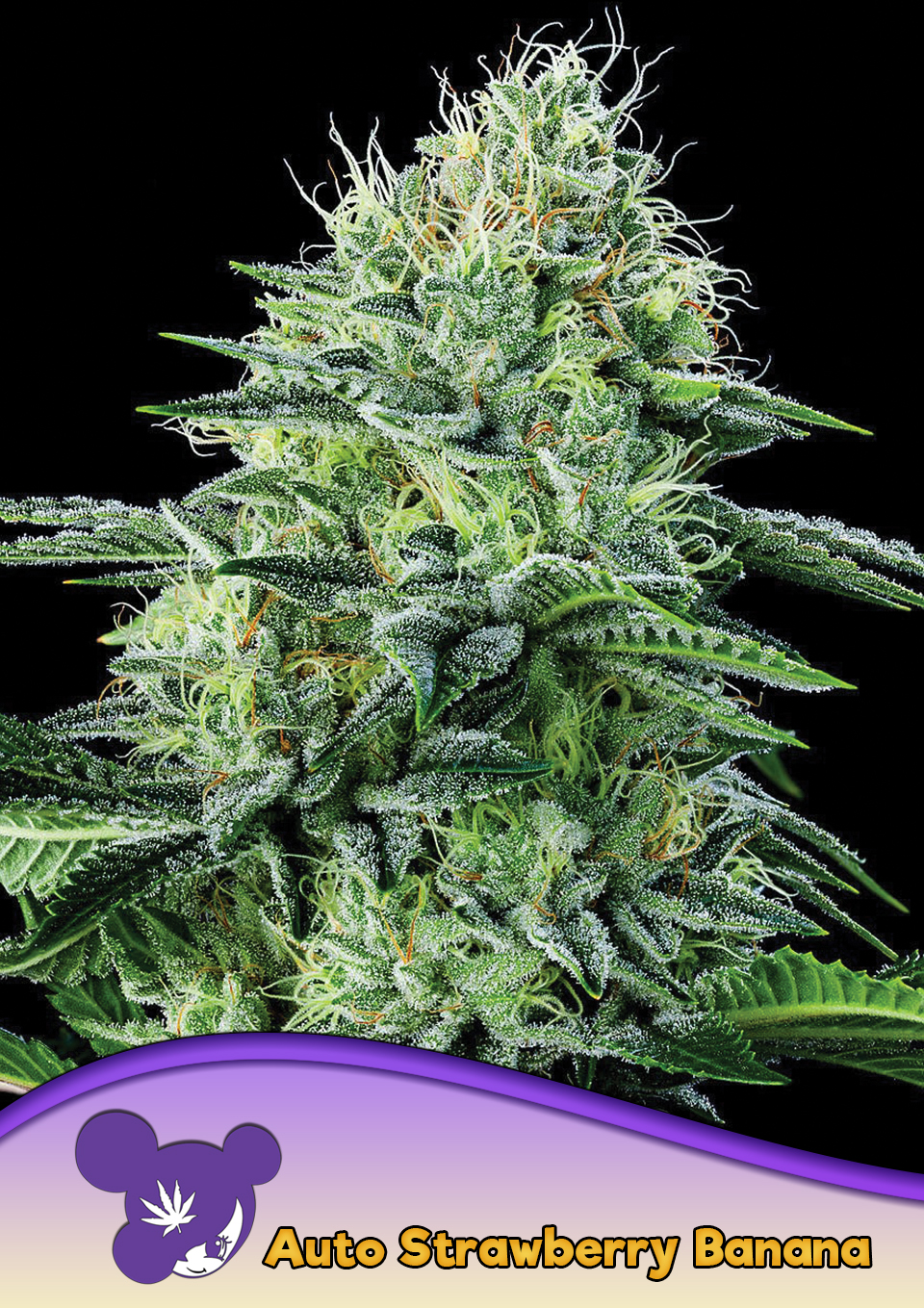 Foto de la variedad Auto Strawberry Banana