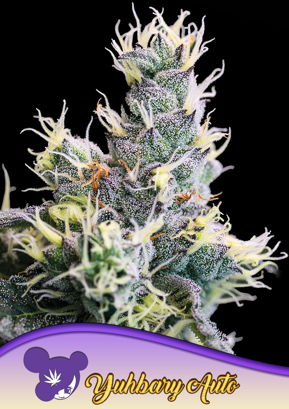 Foto de la variedad Auto Yuhbary