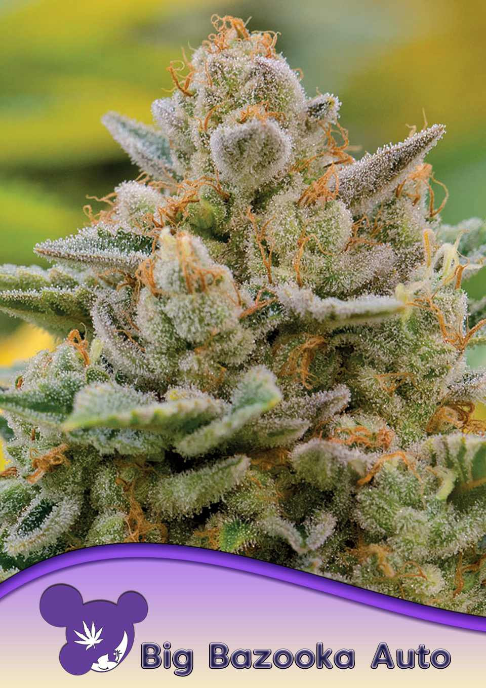 Foto de la variedad Big Bazooka