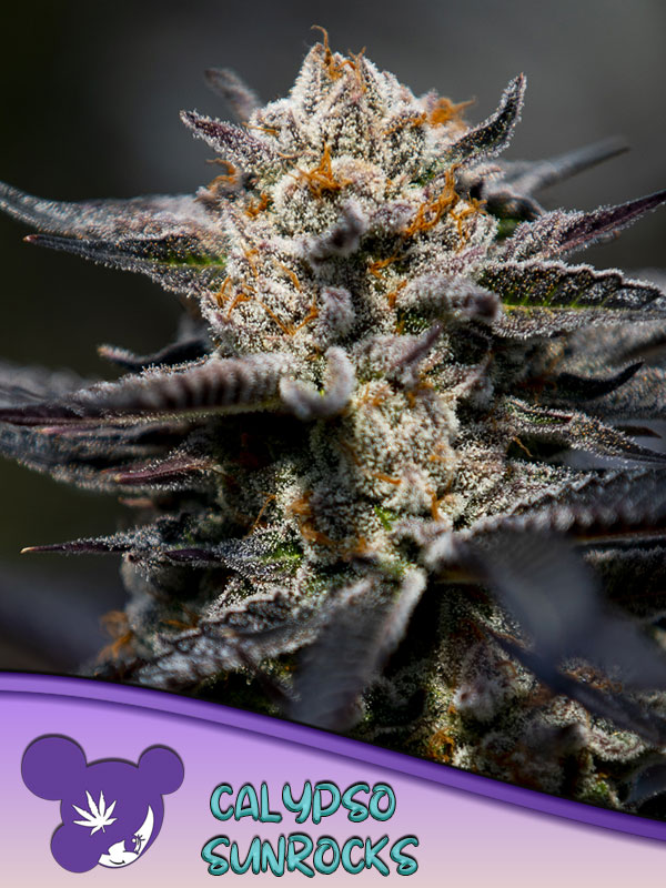 Foto de la variedad Calypso Sunrocks