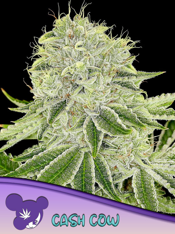Foto de la variedad Cash Cow