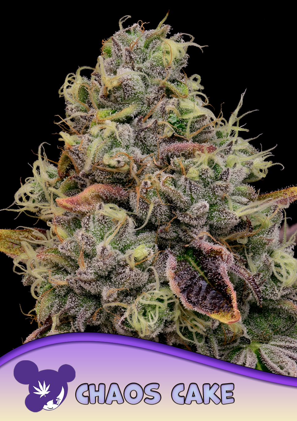 Foto de la variedad Chaos Cake Auto