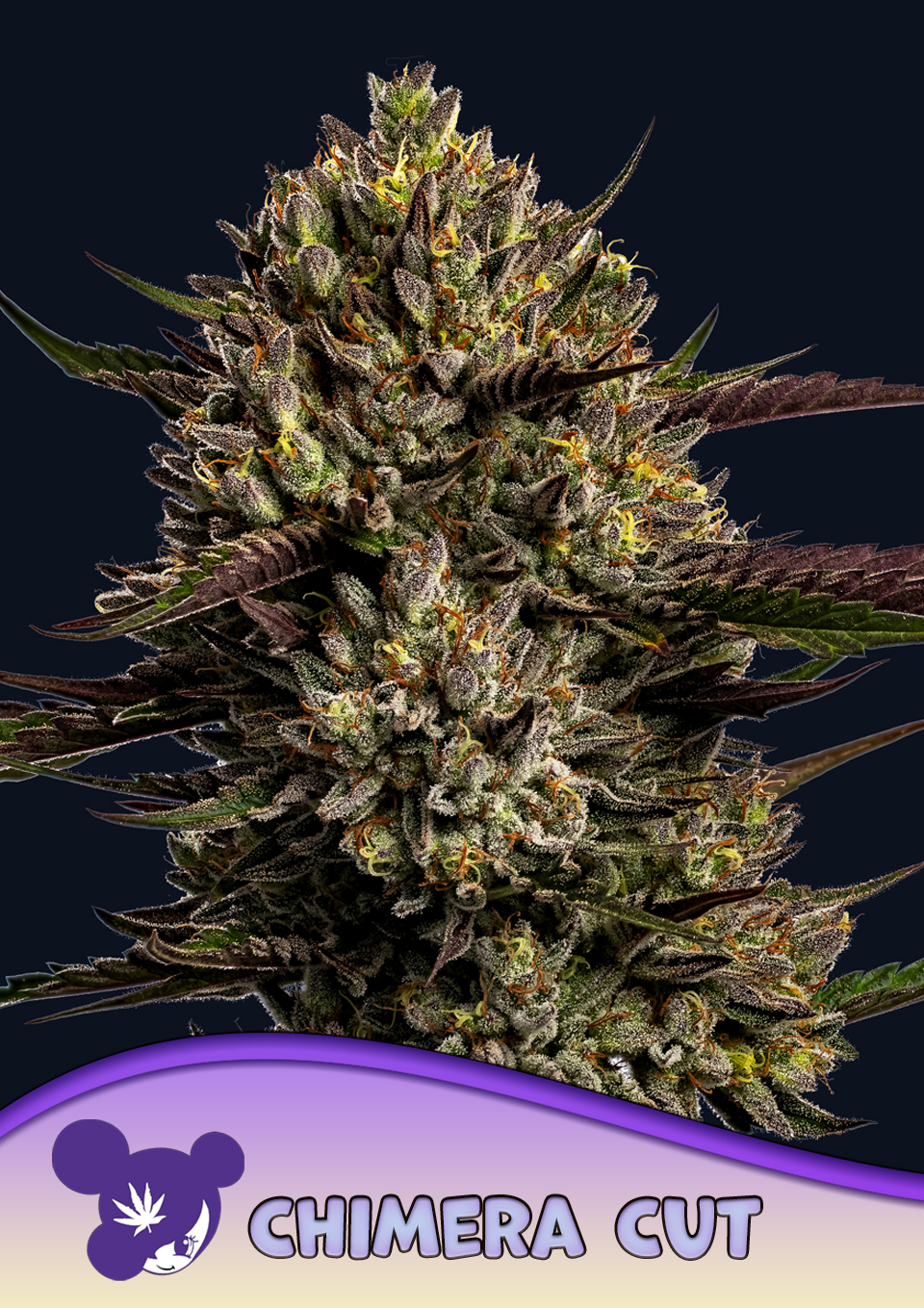 Foto de la variedad Chimera Cut