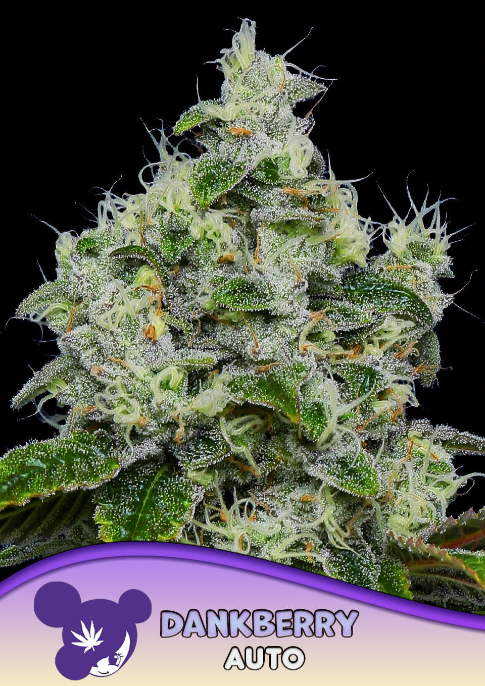 Foto de la variedad Dankberry
