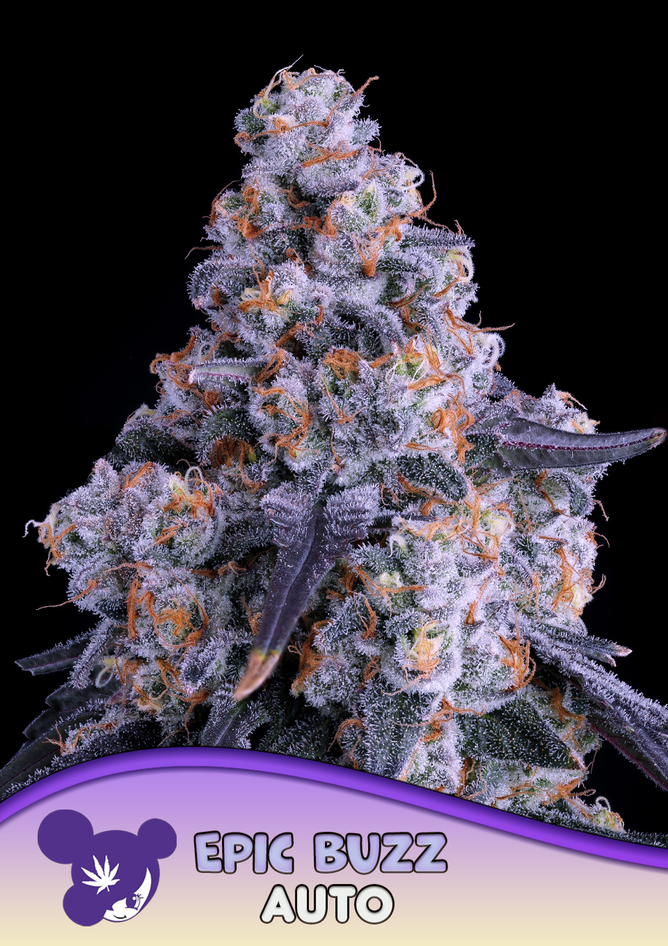 Foto de la variedad Epic Buzz