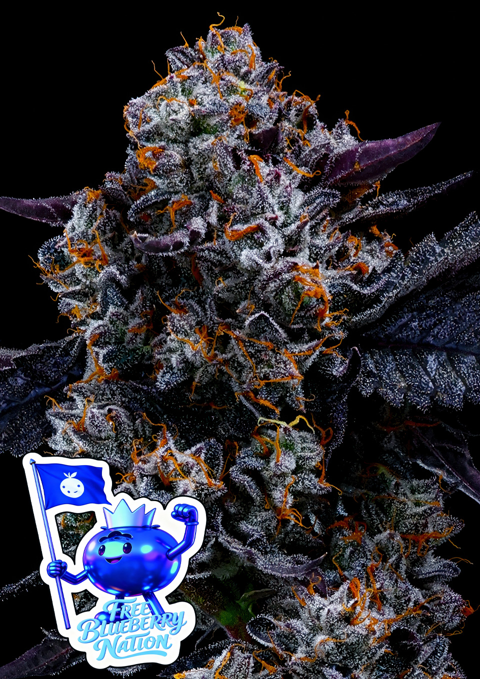 Foto de la variedad Free Blueberry Nation