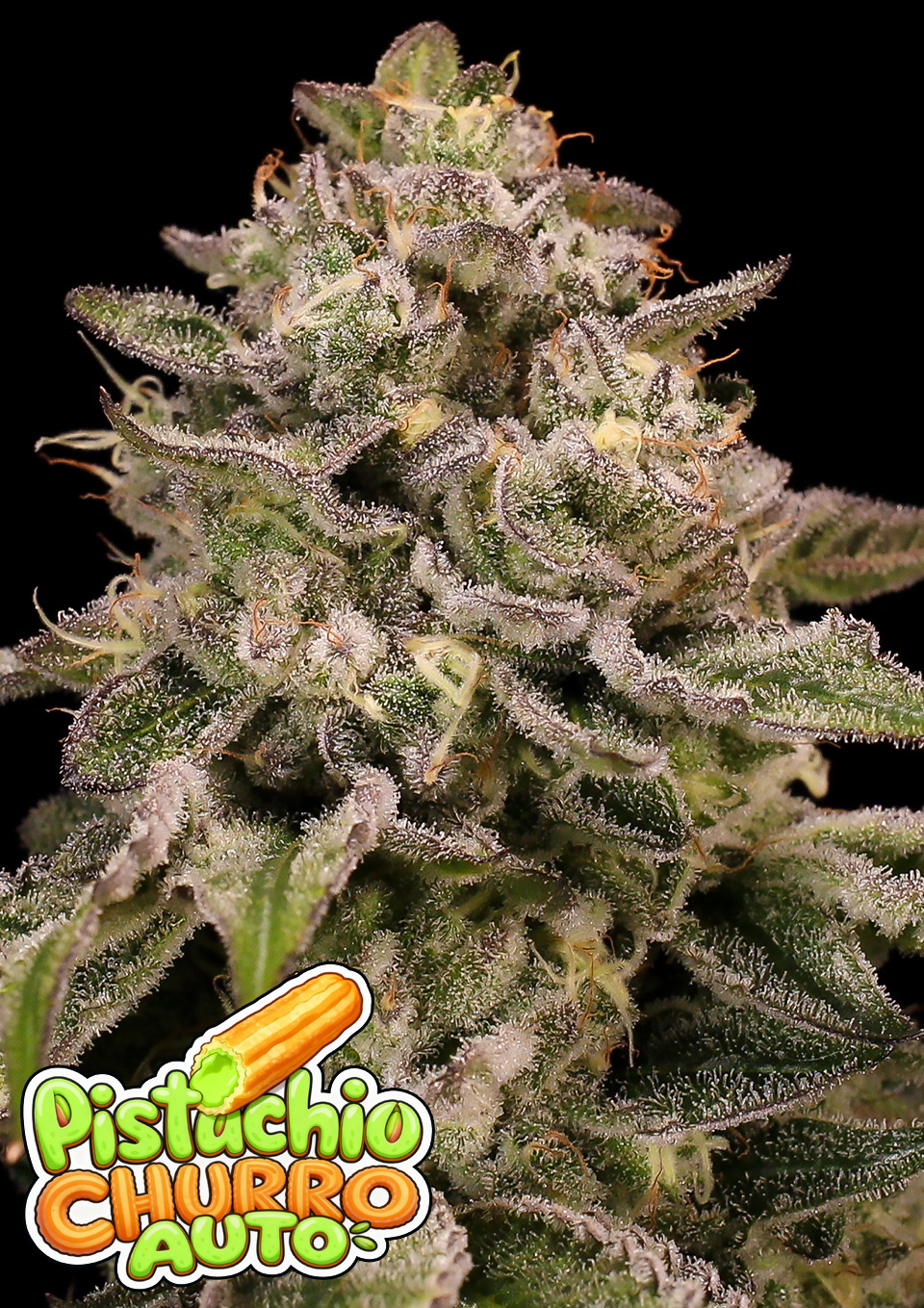 Foto de la variedad Pistachio Churro Auto