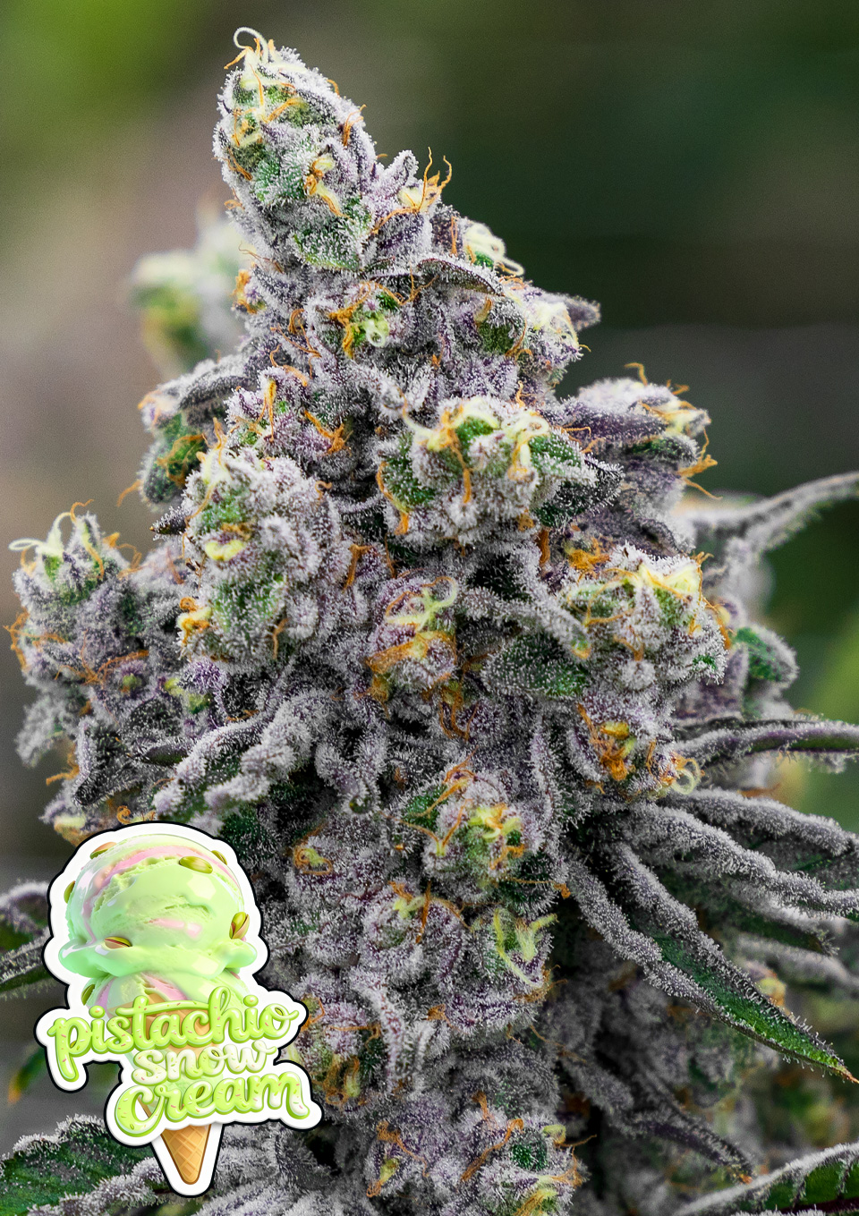 Foto de la variedad Pistachio Snow Cream