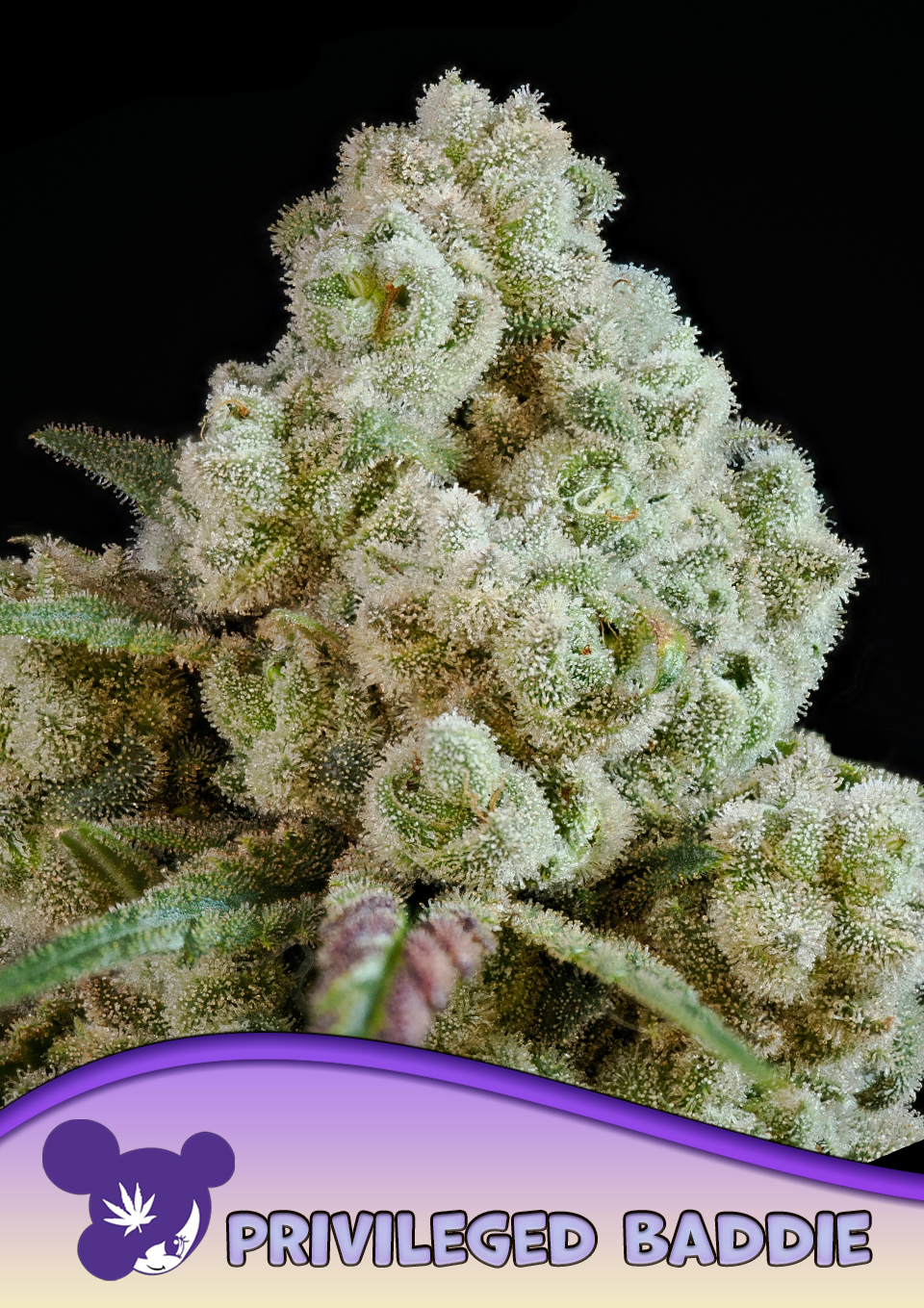 Foto de la variedad Privileged Baddie