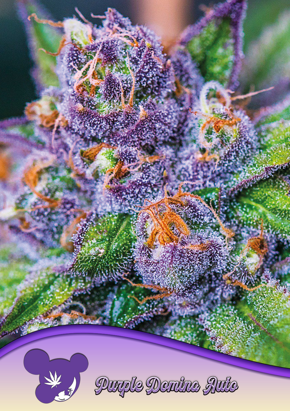 Foto de la variedad Purple Domina Auto