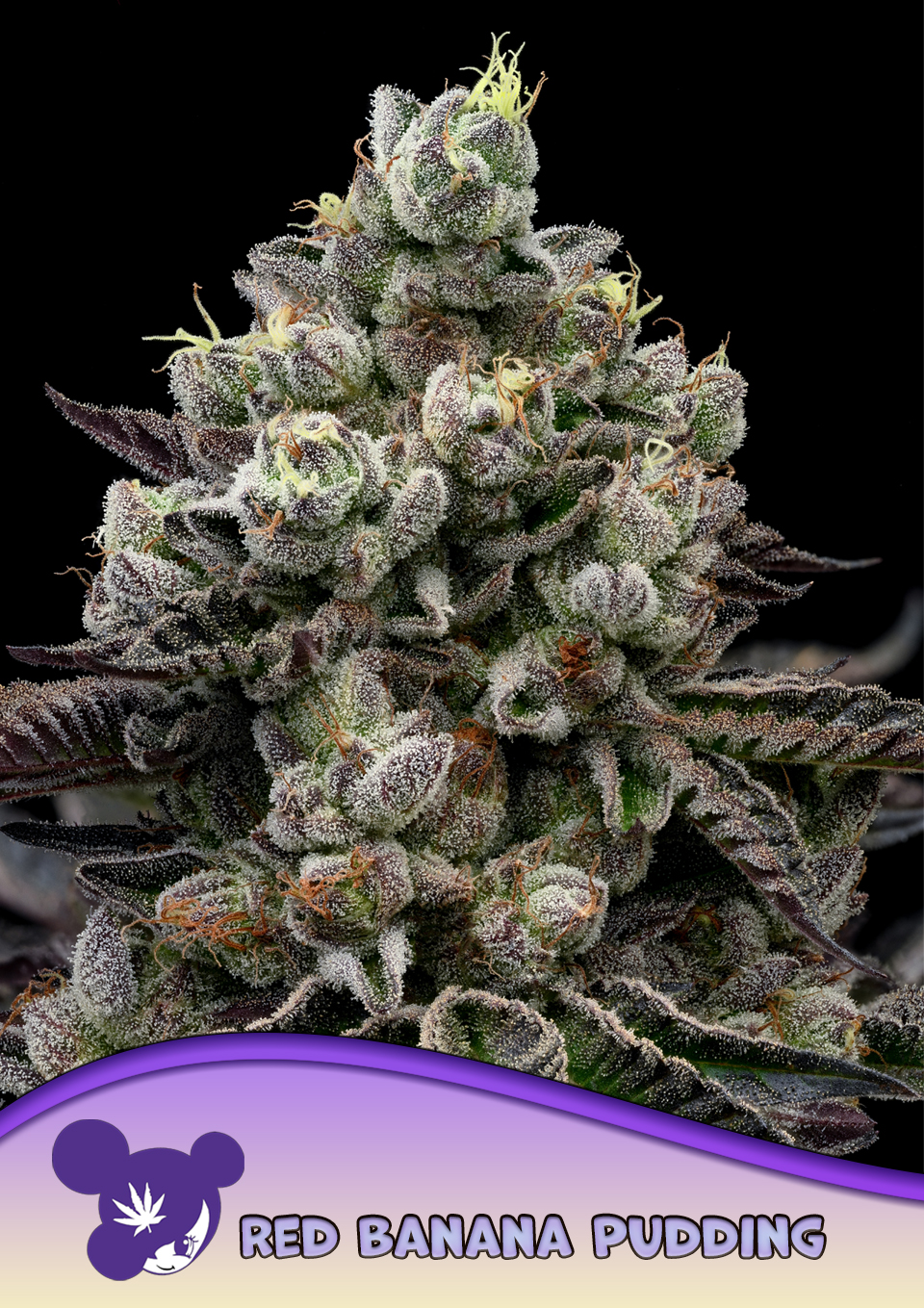 Foto de la variedad Red Banana Pudding