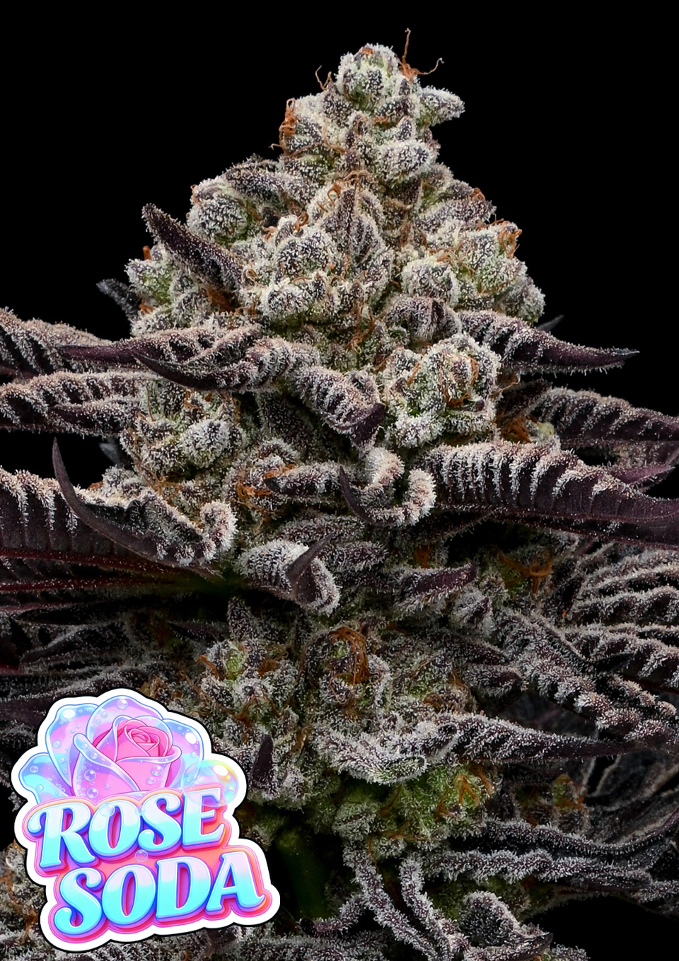 Foto de la variedad Rose Soda