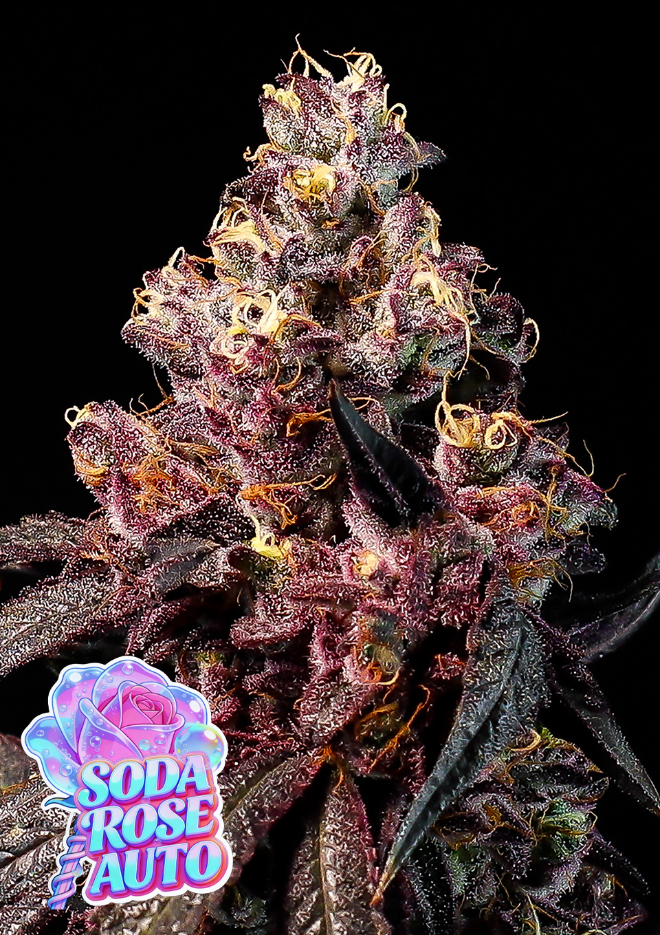 Foto de la variedad Soda Rose Auto