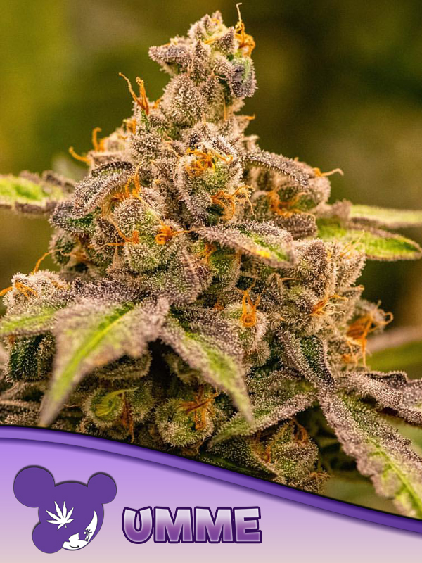 Foto de la variedad UMME
