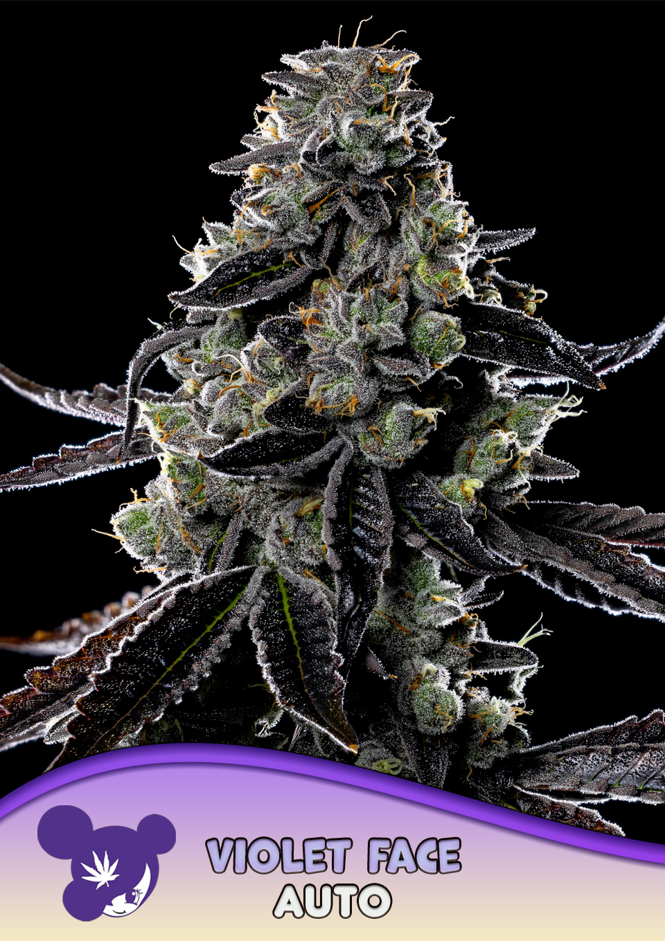 Foto de la variedad Violet Face Auto