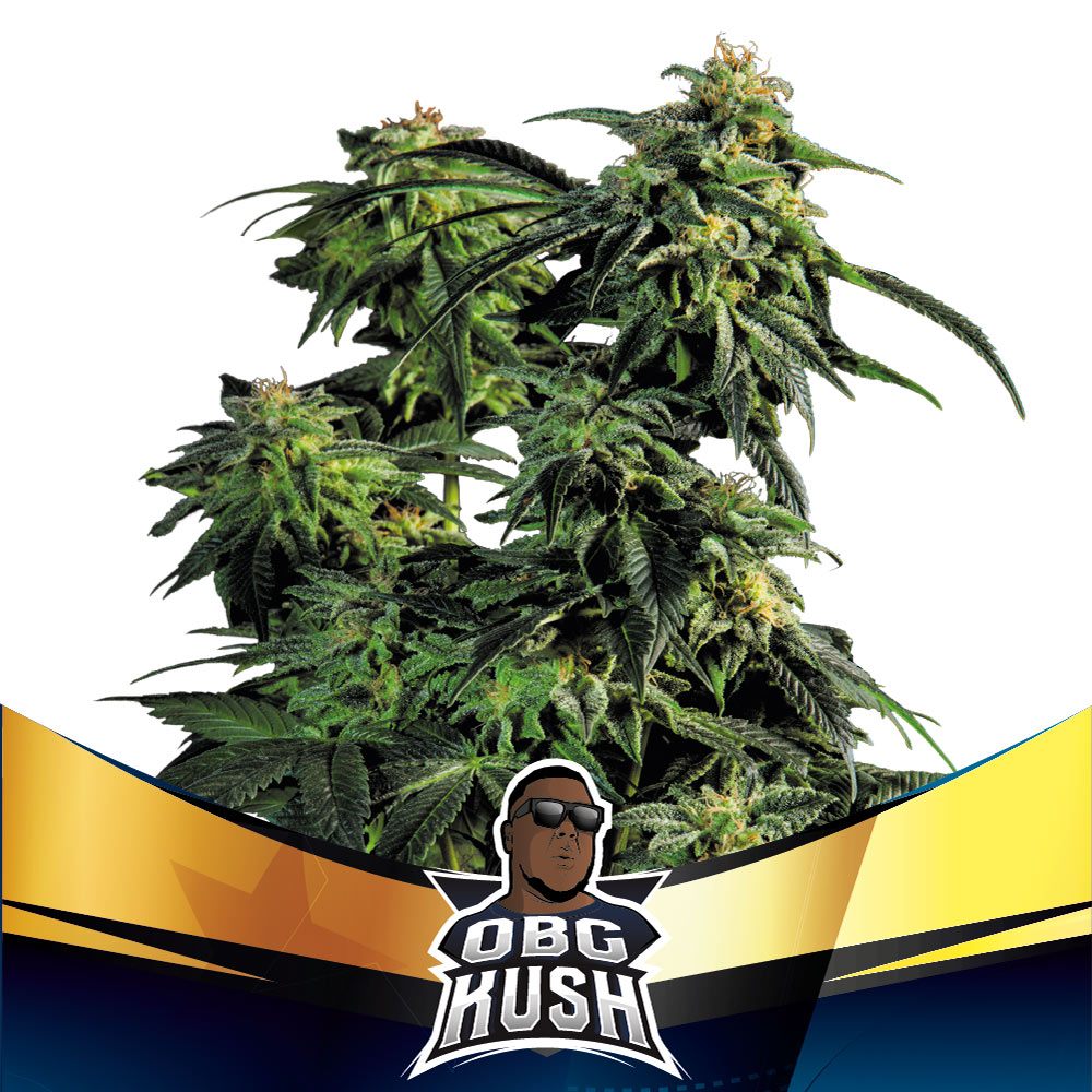 Foto de la variedad OBG Kush