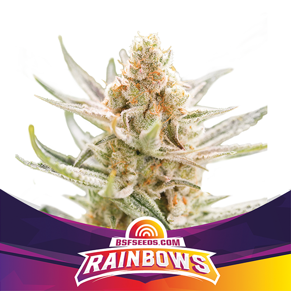 Foto de la variedad Rainbows