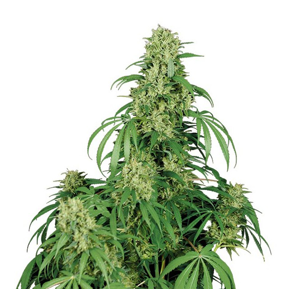 Foto de la variedad Calamity Jane