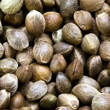 Foto de la variedad Babu