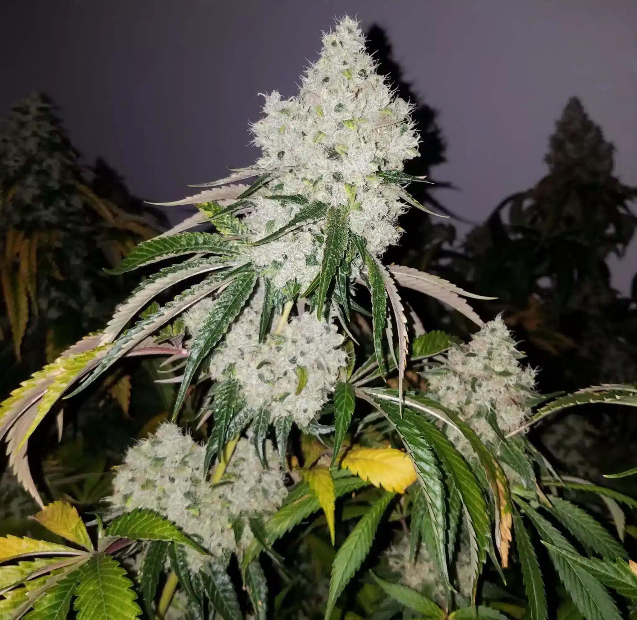 Foto de la variedad Big Bad Wolf