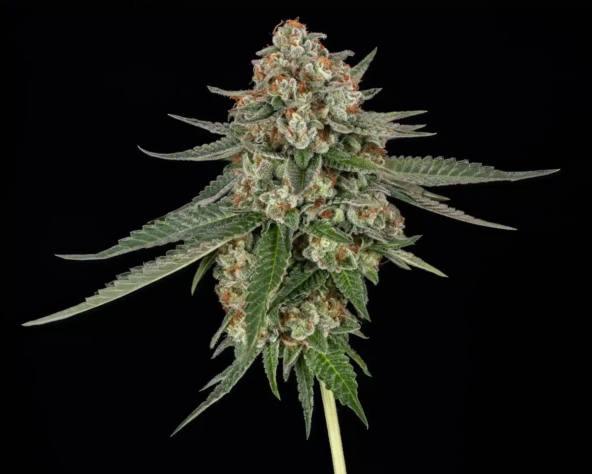 Foto de la variedad Pound Town