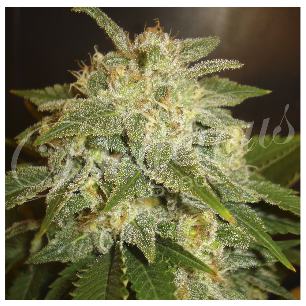 Foto de la variedad La Bella Afrodita