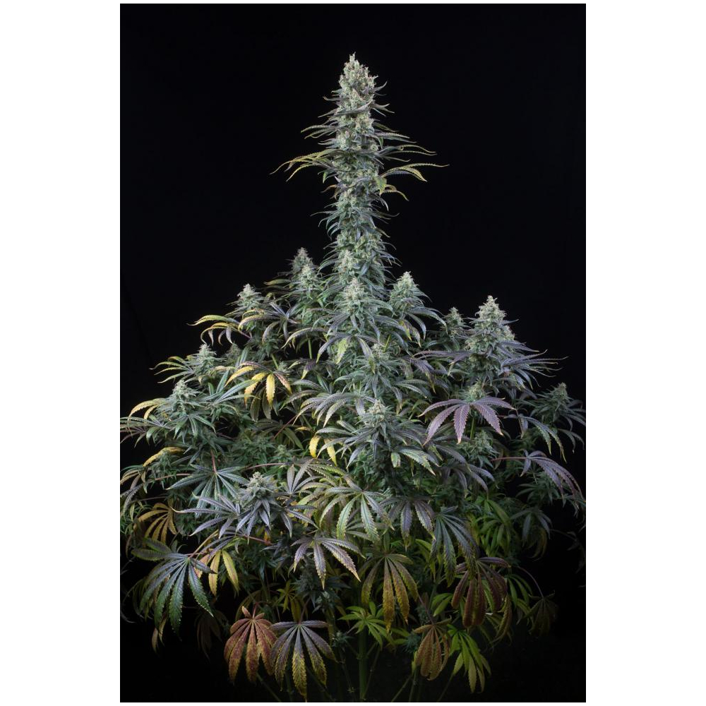 Foto de la variedad Early Amnesia CBD