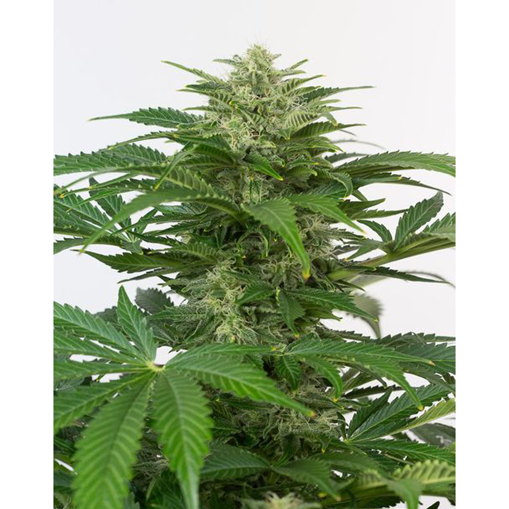 Foto de la variedad Haze Autoflowering CBD