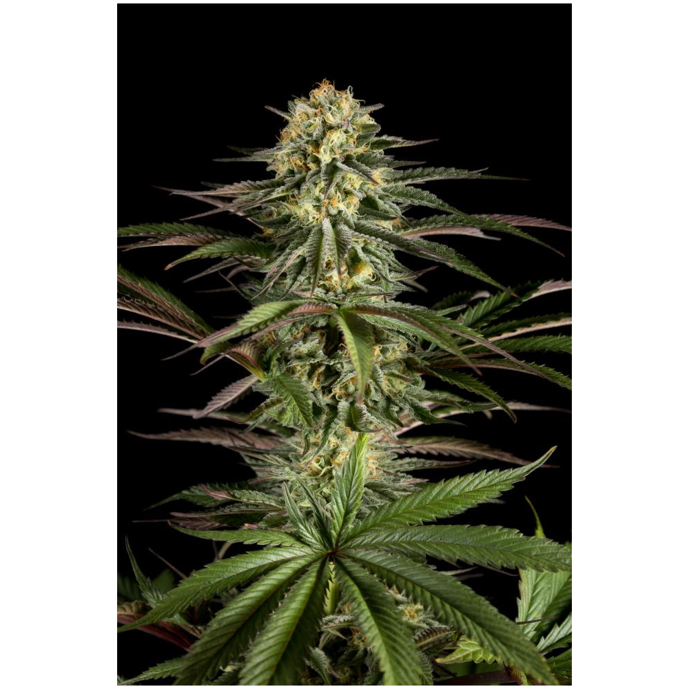 Foto de la variedad Kush'N'Cheese