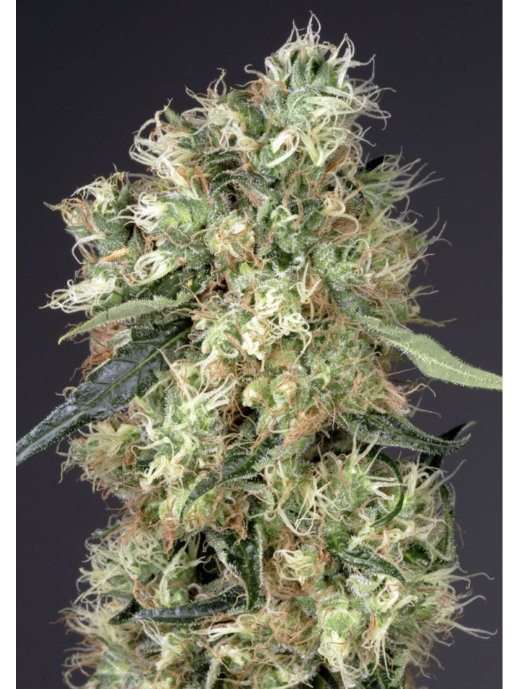 Foto de la variedad Dutch Haze