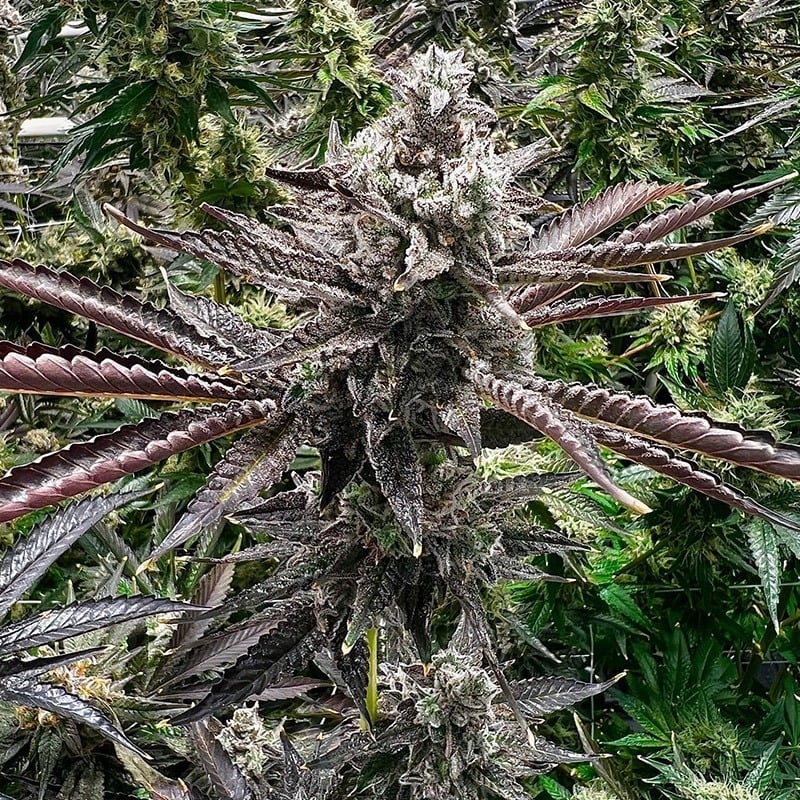 Foto de la variedad Cherry Cosmo