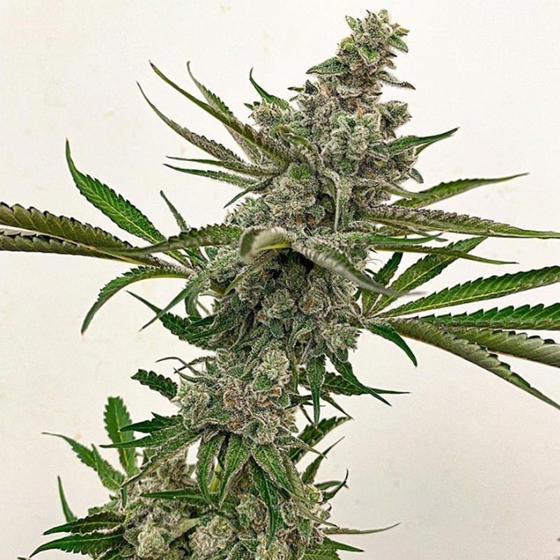 Foto de la variedad Goudaberry
