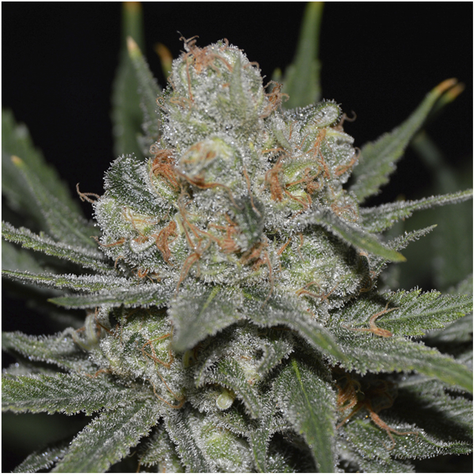 Foto de la variedad Nevil Bilbo Auto