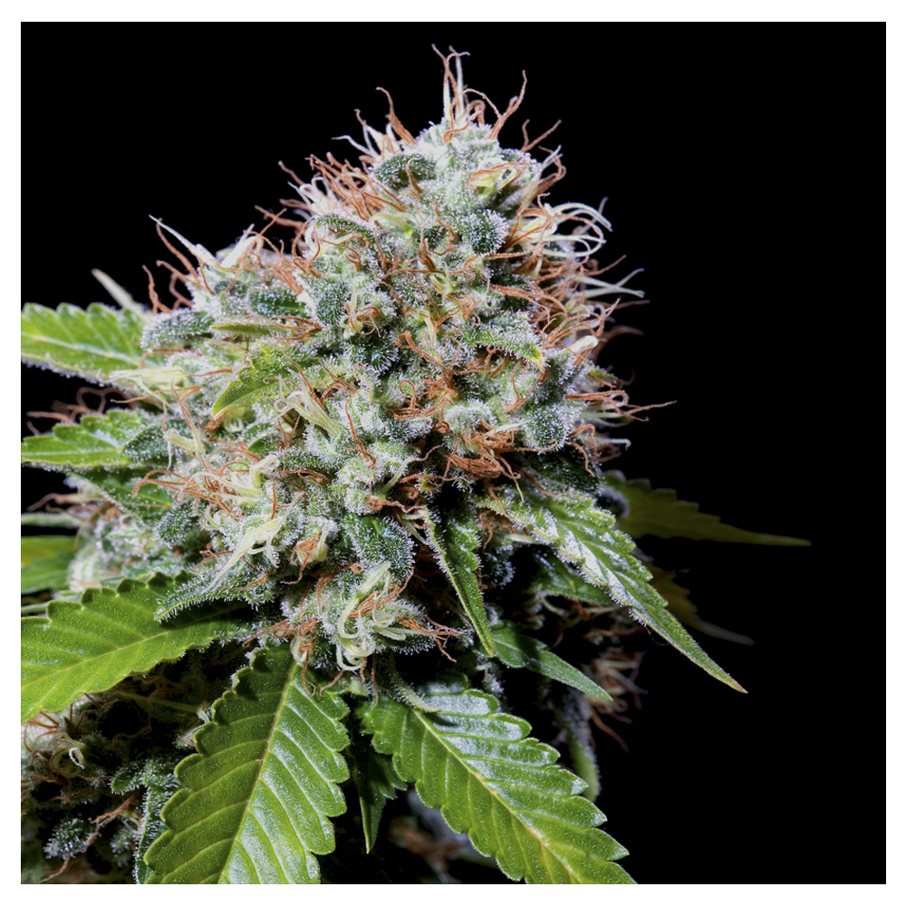 Foto de la variedad Zuri Widow