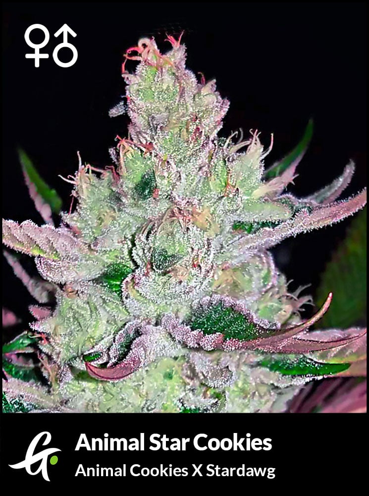 Foto de la variedad Animal Star Cookies