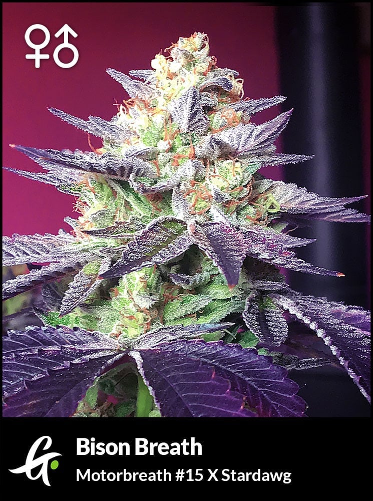 Foto de la variedad Bison Breath