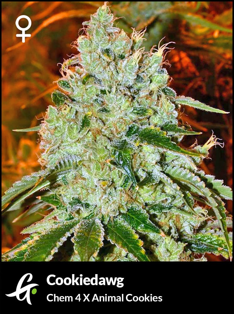 Foto de la variedad Cookiedawg