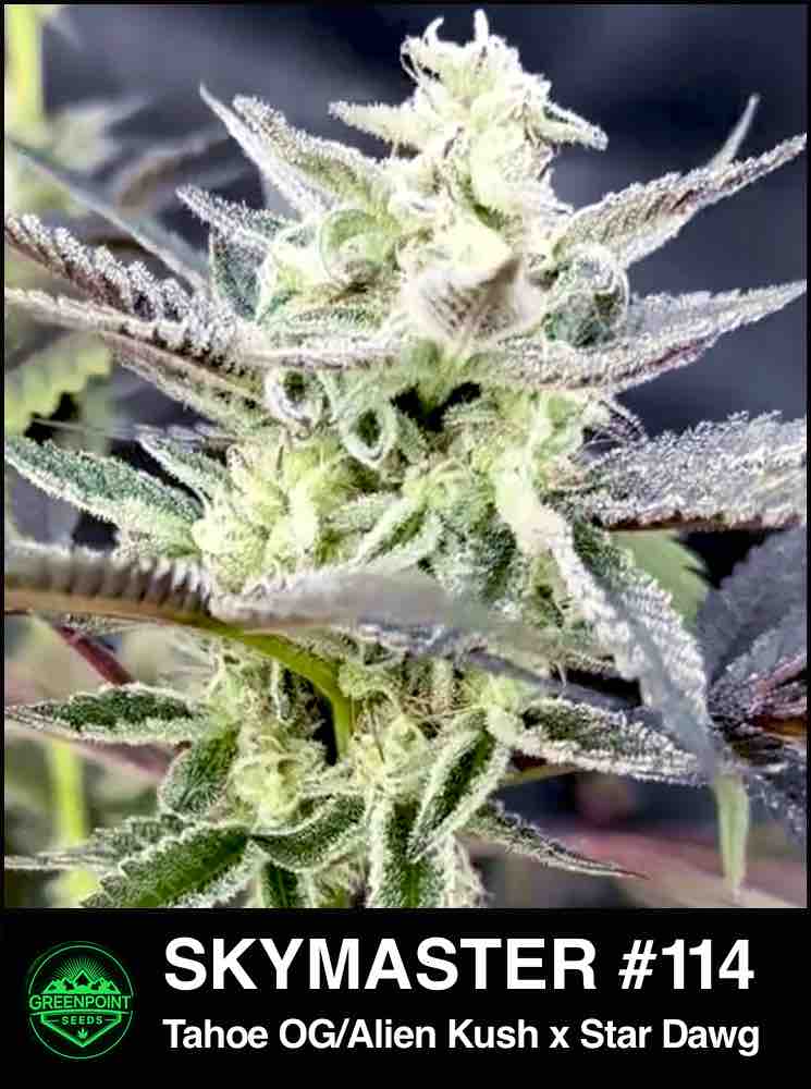 Foto de la variedad Sky Master