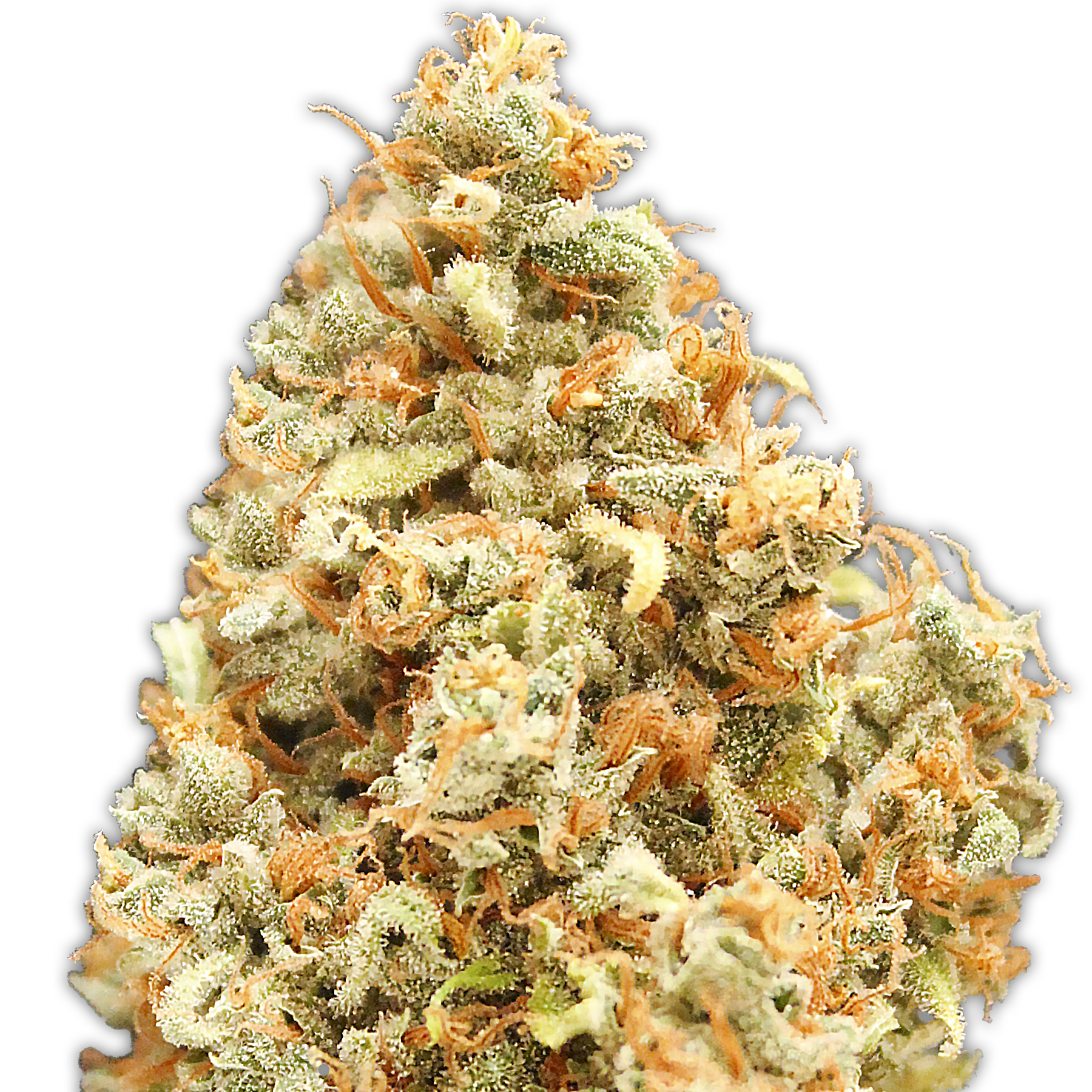 Foto de la variedad Monster Profit