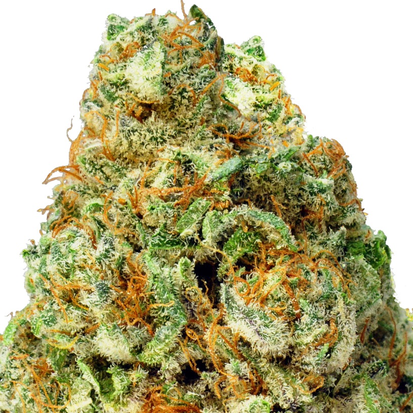 Foto de la variedad Turbo Bud