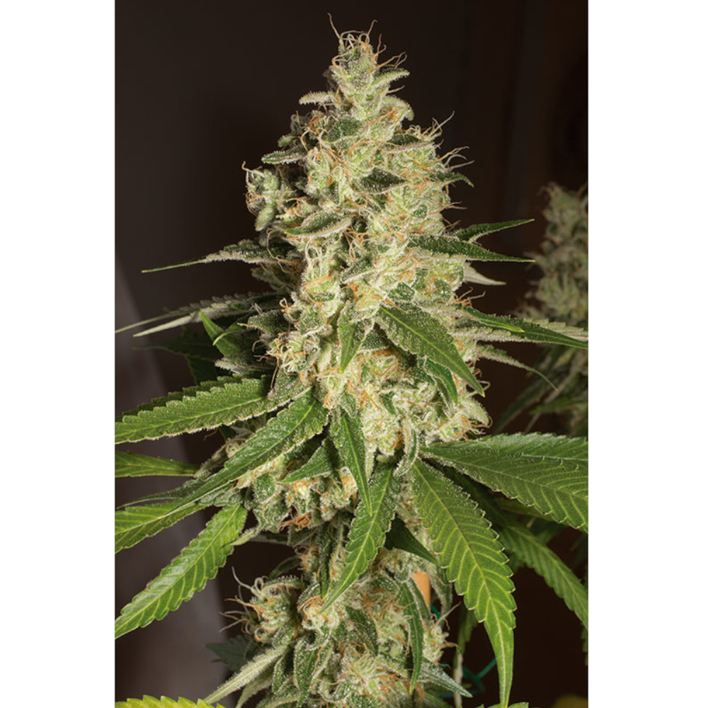 Foto de la variedad Raspberry Diesel