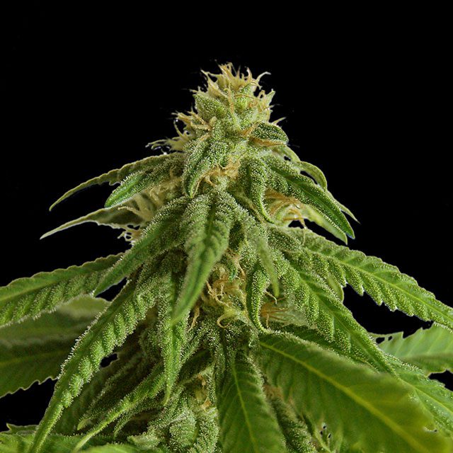 Foto de la variedad Afrodite