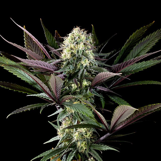 Foto de la variedad Apple Fritter Bioboost